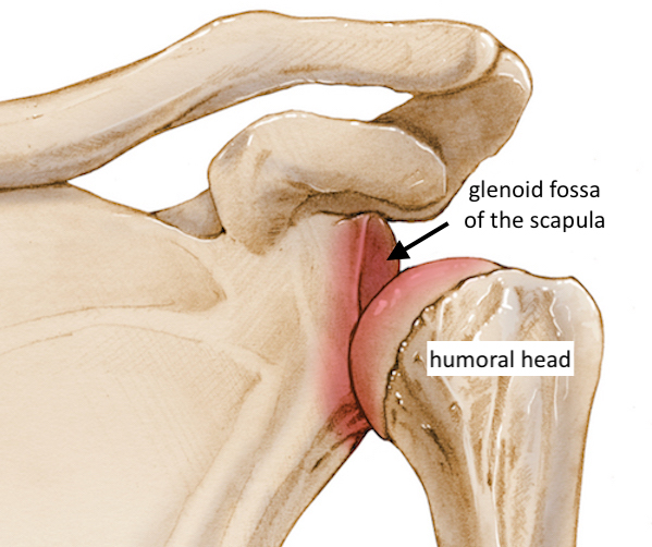 Bankart HillSachs lesions